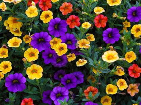 Mini petunia - Calibrachoa Million Bells Series