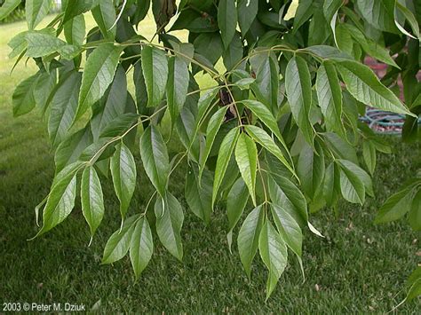 Fraxinus americana (White Ash): Minnesota Wildflowers