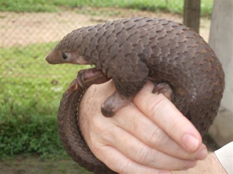 World's All Amazing Things, Pictures,Images And Wallpapers: Pangolin ...