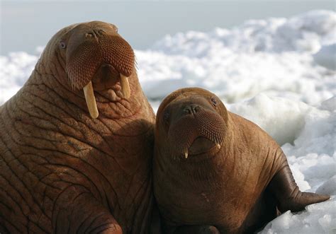 There’s a 235-Pound, 15-Week-Old, Cuter Than Cute Baby Walrus Coming to ...