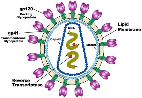 Human Immunodeficiency Virus (HIV) - wikidoc