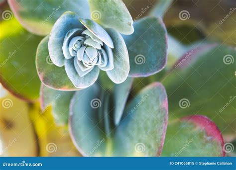 Close Up of Flapjack Succulent Stock Image - Image of backyard ...