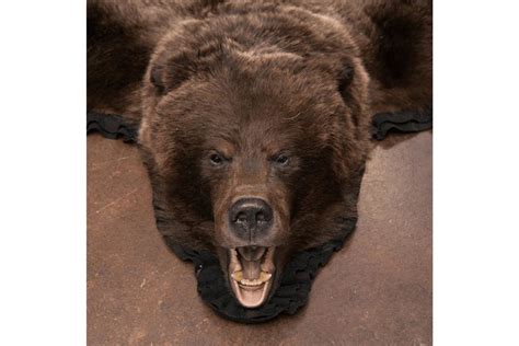 52X56 Inch Black Bear Skin Rug | ubicaciondepersonas.cdmx.gob.mx