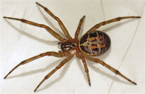 The NHBS Guide to UK Spider Identification