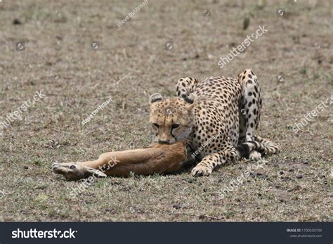 Cheetah Eating Rump First Gazelle Stock Photo 1700550739 | Shutterstock