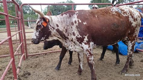 Bonsmara cattle for sale in South Africa best price - Port Elizabeth ...