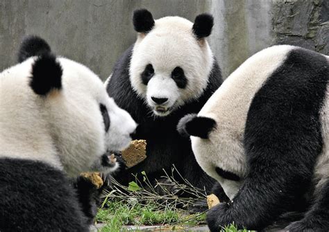 The Return of the Giant Panda