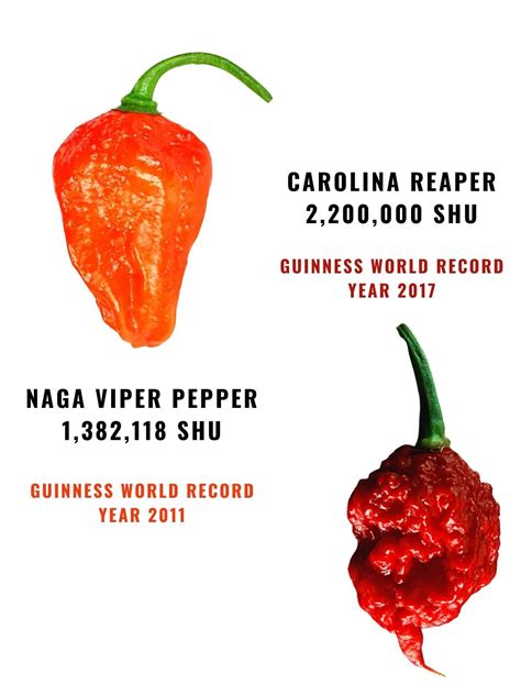 Naga Viper Pepper: Learn More About It | Spice and Life