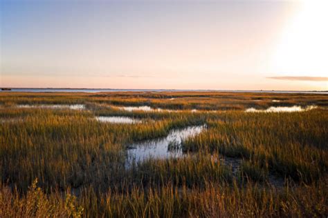 What is a Salt Marsh? An Essential Ecosystem Explained