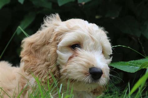 Cockapoo Puppies for Sale