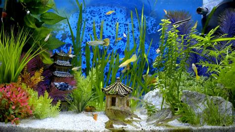 Colorful Fish Tank Wallpaper