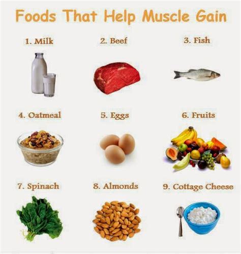 High Protein Diet for Muscle Building ? Foods and Benefits ~ multiple ...