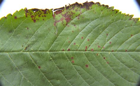 Cherry (including sour) | Diseases and Pests, Description, Uses ...