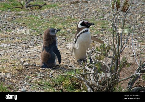 Magellanic penguin with Chicks or juveniles at Cabo Virgenes during ...