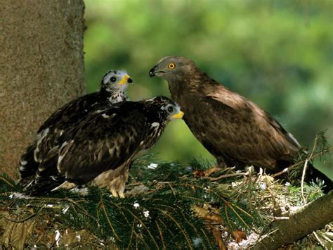 European Honey Buzzard Bird Facts (Pernis apivorus) | Bird Fact