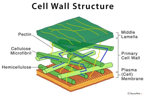 Cell Wall: Definition, Structure, & Functions with Diagram