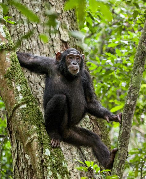 Baby Chimpanzees In Trees