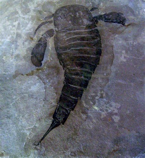 Eurypterus