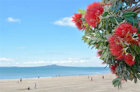 12 Epic Things to Do on Christmas Day in New Zealand - New Zealand ...