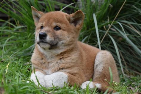 Dingoes can be pretty cute too : aww