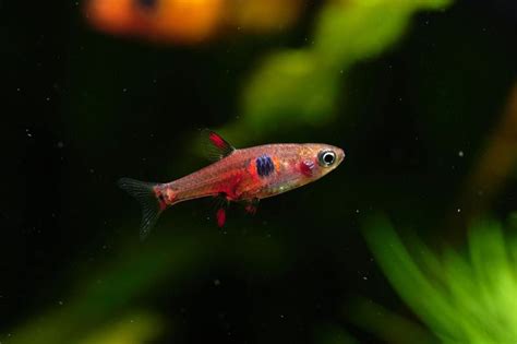 11 Stunning Types of Rasbora for Beginners