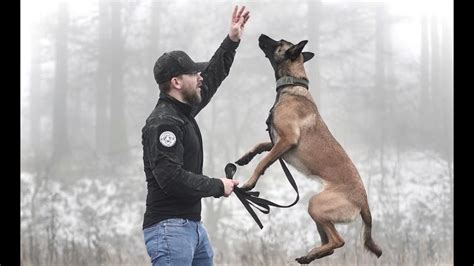 Are Belgian Malinois Easy To Train