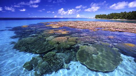 Coral Reef Wallpaper HD (65+ images)