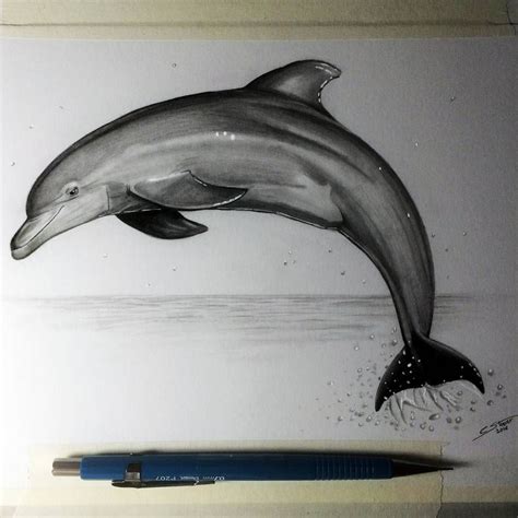 Dolphin Drawing Study by LethalChris on DeviantArt | Dolphin drawing ...