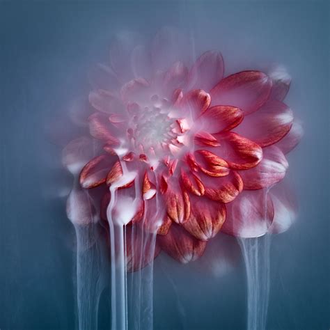 Flower Photography Art