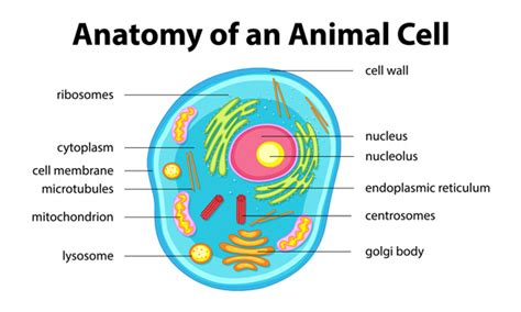 Overview Of Cell Biology - GeeksforGeeks