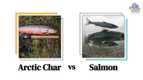 Arctic Char vs. Salmon: Comparison, Nutritional Value, How to Cook Them ...