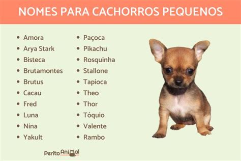 Top 7 nome de cachorro masculino pequeno 2022