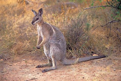 Wallabies Animal - Debora Milke