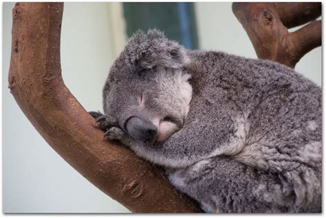 Zoo Animals: Funny Koala Sleeping in Tree Images 2011