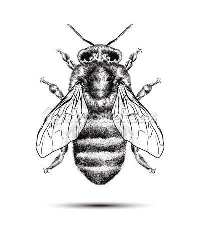 Abeja en blanco Vectores de stock libres de derechos | Honey bee ...