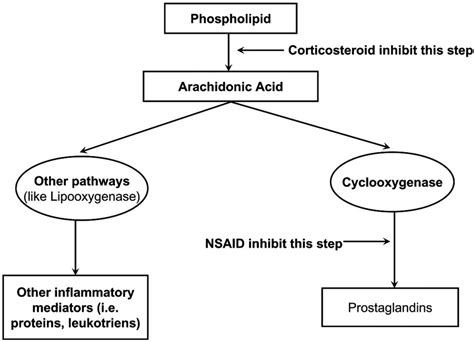 Mechanism Of Action Of Intranasal Corticosteroids Medications - IMAGESEE