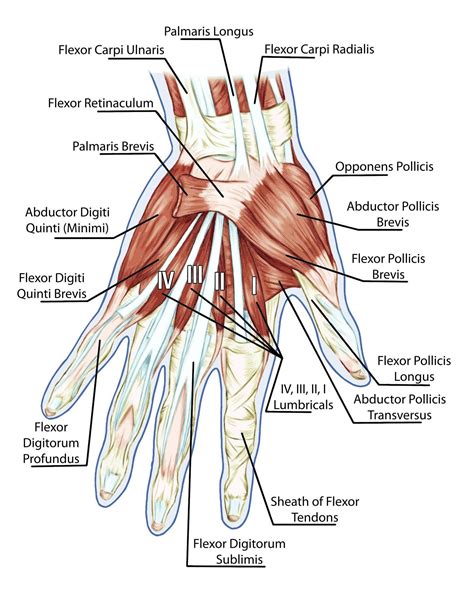 View Image - Breaking Muscle | Terapia de la mano, Anatomia humana ...