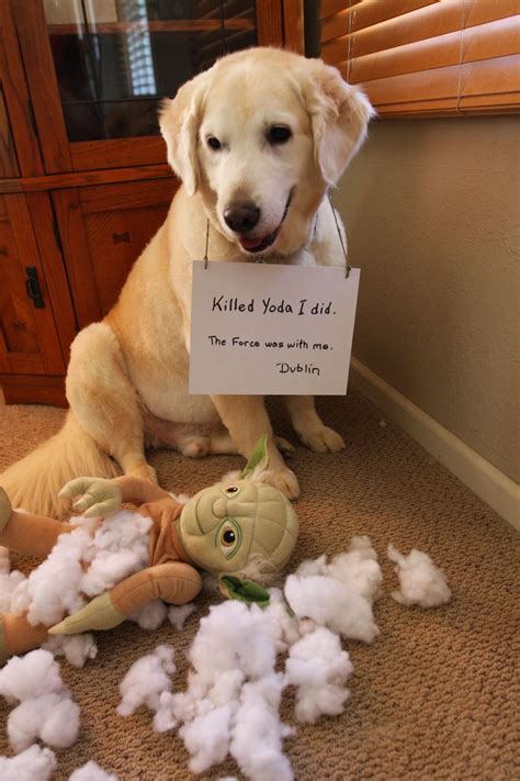 Dog Shaming - Funny Pics of Pet Shaming (With images) | Dog shaming ...