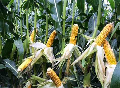 Thinking of growing maize in 2019? - Agriland.ie