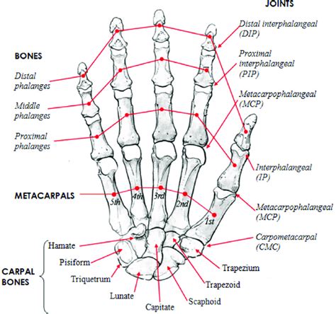 | Human hand skeletal structure depicting finger bones, joints ...