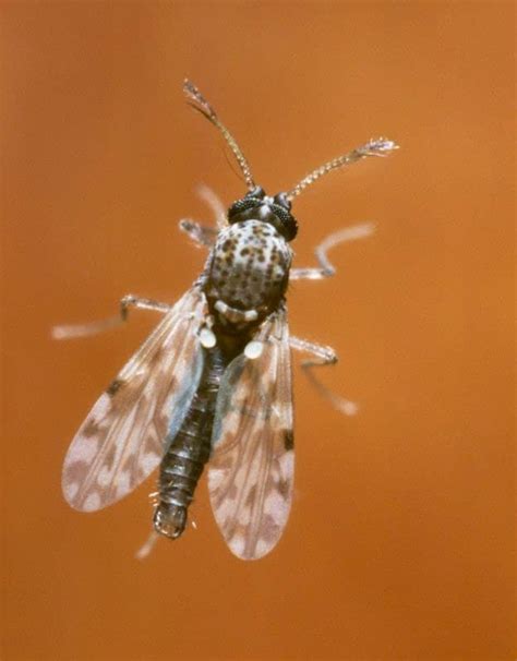 Getting Rid of Biting Midges | Expert Pest Control Guide | CityPests