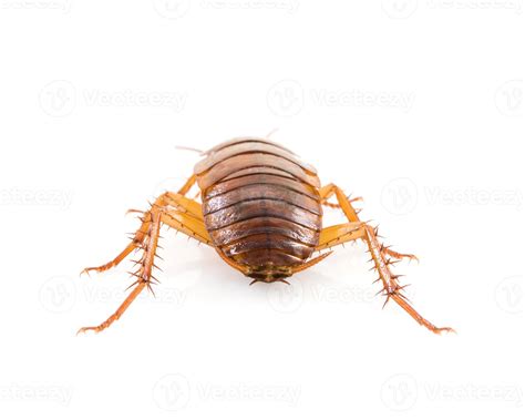 Close up dead cockroach on white 10968910 Stock Photo at Vecteezy