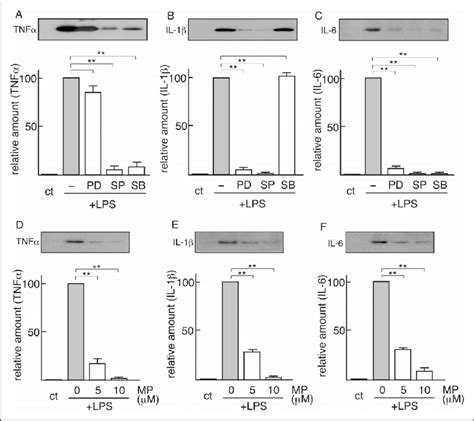 Effects of MAPK inhibitors and protein kinase Cα inhibitor | Download ...