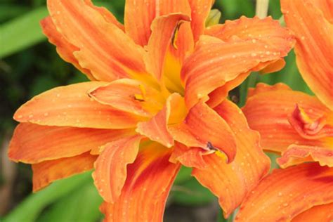 Hemerocallis fulva “Kwanso”