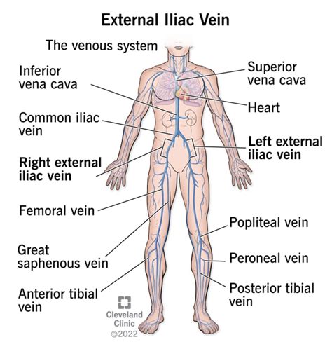 External Iliac Vein: Anatomy, Function and Purpose