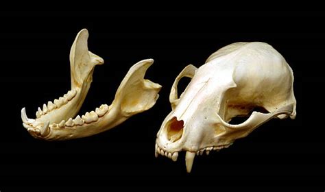 150+ Raccoon Skull Stock Photos, Pictures & Royalty-Free Images - iStock