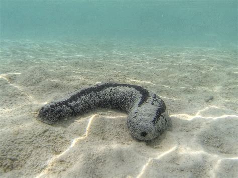 Creature Feature: Sea Cucumbers