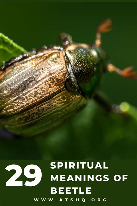 Beetle Symbolism: 29 Spiritual Meanings Of Beetle