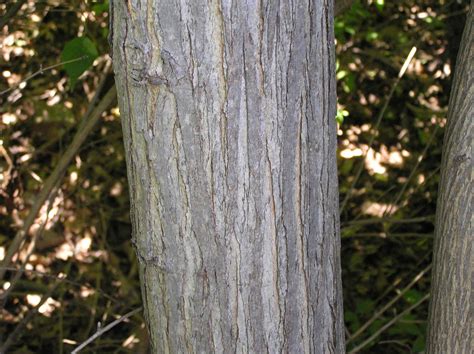 White Mulberry Tree Bark