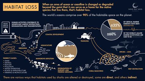 How does habitat loss affect sharks and rays? - Save Our Seas Foundation